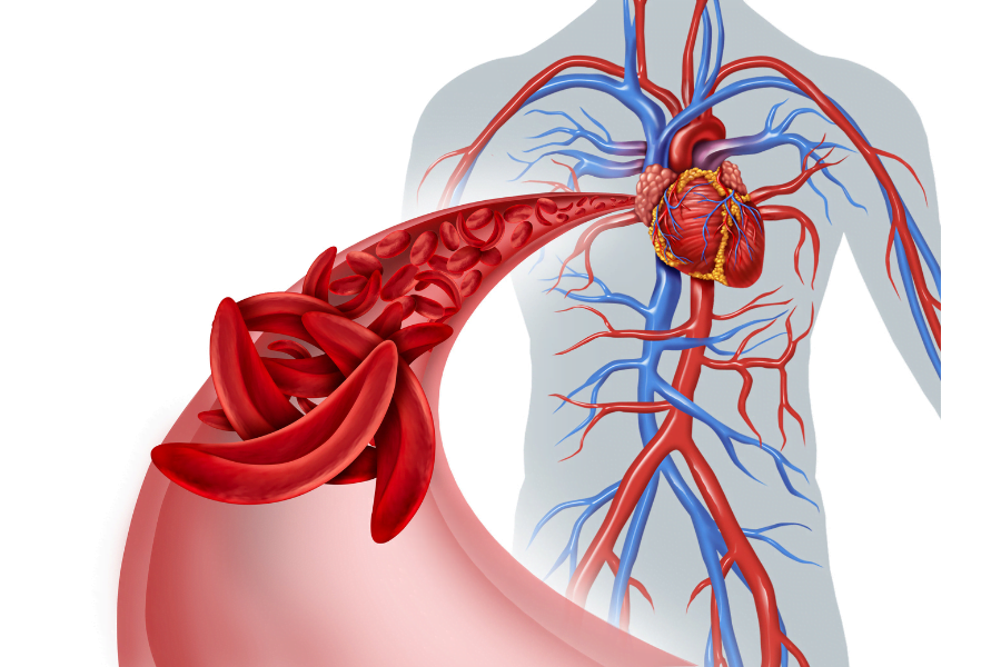 imagem ilustrando o coração e a circulação