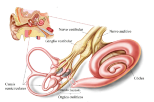 Anatomia do Ouvido Interno