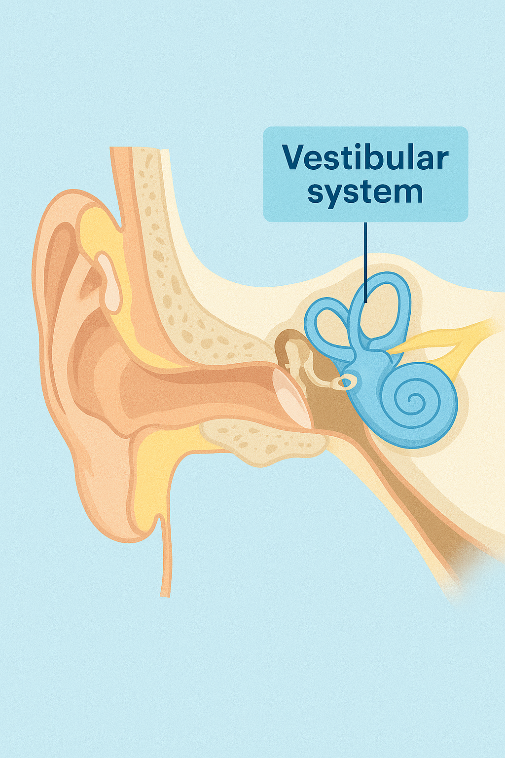 sistema vestibular no ouvid