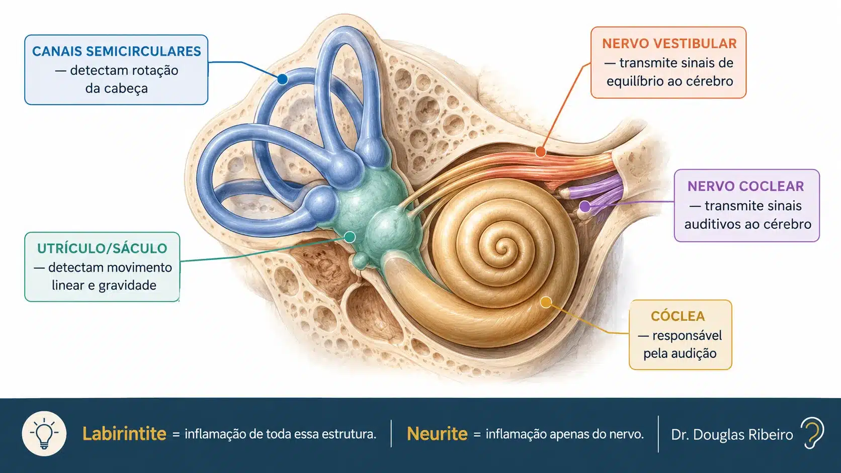 <!-- IMAGEM 2 — DIAGRAMA ANATÔMICO: ESTRUTURA DO LABIRINTO --> [IMAGEM 2 — DIAGRAMA: anatomia-labirinto-completo.svg] <!-- TIPO: Ilustração anatômica educativa ONDE: Após a seção "O que é o labirinto?" FUNÇÃO: Mostrar as estruturas do labirinto — cóclea, canais semicirculares, utrículo, sáculo e nervo vestibulococlear — para que o leitor entenda o que está sendo afetado em cada condição. CORES: Livre para a anatomia (tons naturais de ilustração médica), mas com labels em paleta da marca. INSTRUÇÕES DE CRIAÇÃO: Ilustração anatômica do ouvido interno em corte, estilo ilustração médica educacional moderna (não fotorrealista). Estruturas a destacar com labels: - CÓCLEA (espiral): label "Cóclea — responsável pela audição" cor: âmbar/dourado suave - CANAIS SEMICIRCULARES (3 tubos): label "Canais semicirculares — detectam rotação da cabeça" cor: azul médio - UTRÍCULO e SÁCULO: label "Utrículo/Sáculo — detectam movimento linear e gravidade" cor: verde-água suave - NERVO VESTIBULAR: label "Nervo vestibular — transmite sinais de equilíbrio ao cérebro" cor: laranja-coral - NERVO COCLEAR: label "Nervo coclear — transmite sinais auditivos ao cérebro" cor: roxo suave Fundo muito claro (quase branco). Estilo limpo, educativo. Rodapé em navy: "Labirintite = inflamação de toda essa estrutura. Neurite = inflamação apenas do nervo." MARCA D'ÁGUA: "Dr. Douglas Ribeiro" — canto inferior direito. FORMATO: 16:9. ALT TEXT: "Diagrama anatômico do labirinto interno mostrando a cóclea, canais semicirculares, utrículo, sáculo, nervo vestibular e nervo coclear, com labels explicativos" -->